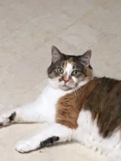 Lost cat in Milwaukee, WI, 53214