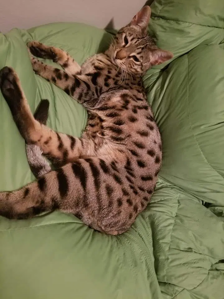 Lost cat in Menasha, WI, 54952