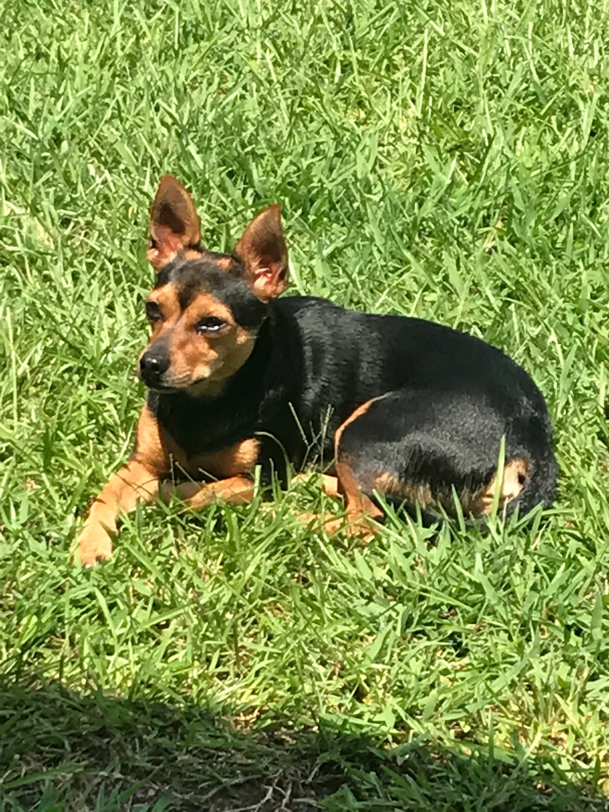 Lost dog in Greensboro, NC, 27403