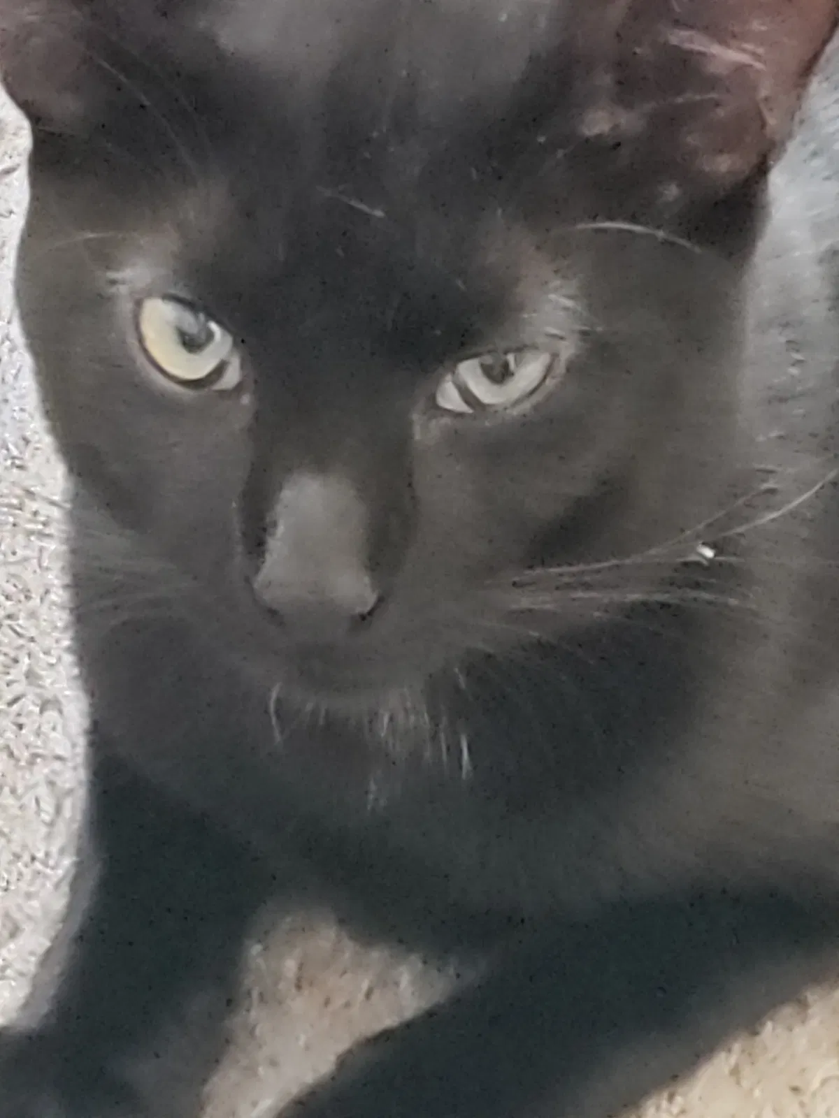 Lost cat in Bellflower, CA, 90706