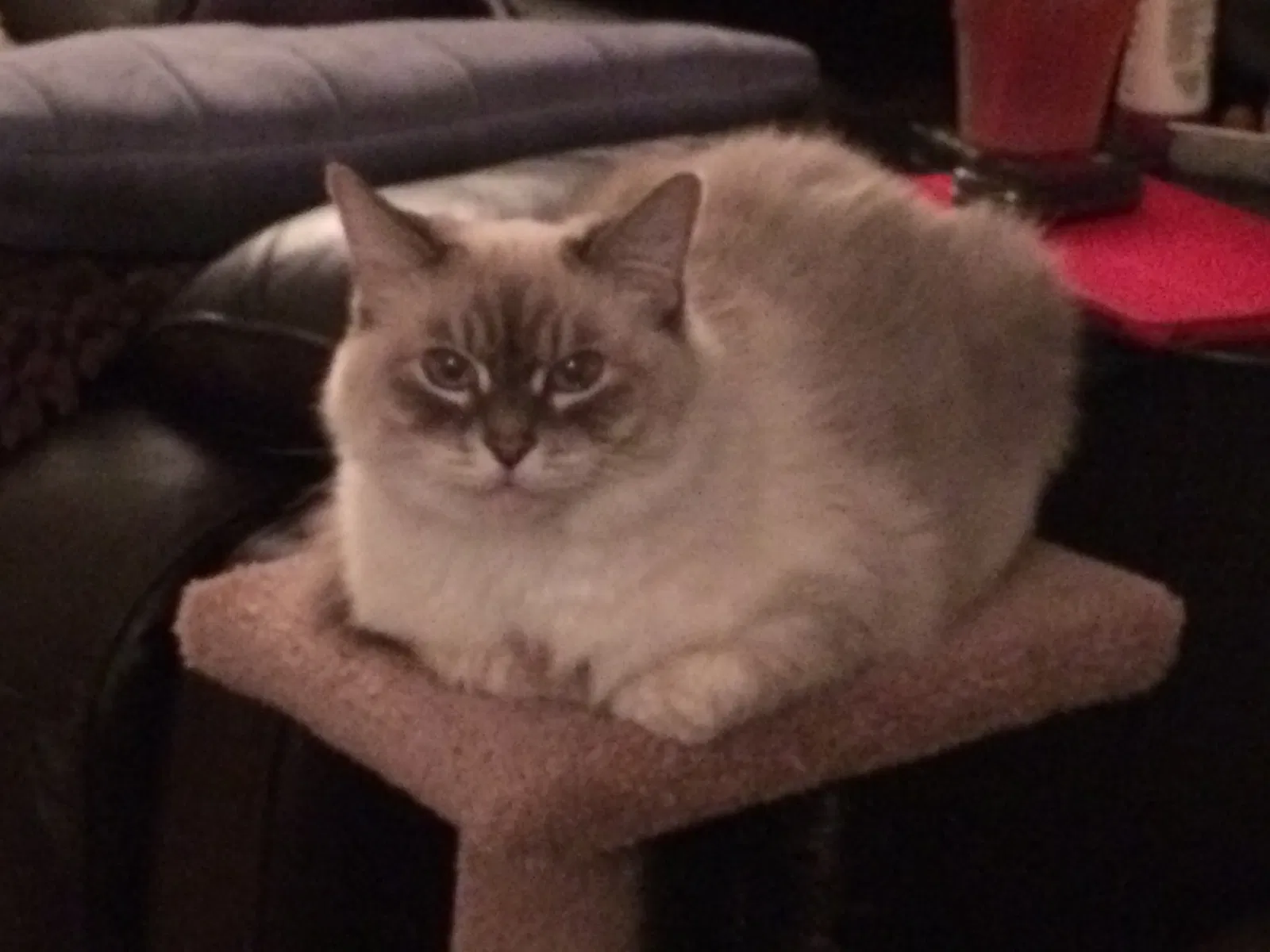 Lost cat in Anaheim, CA, 92802