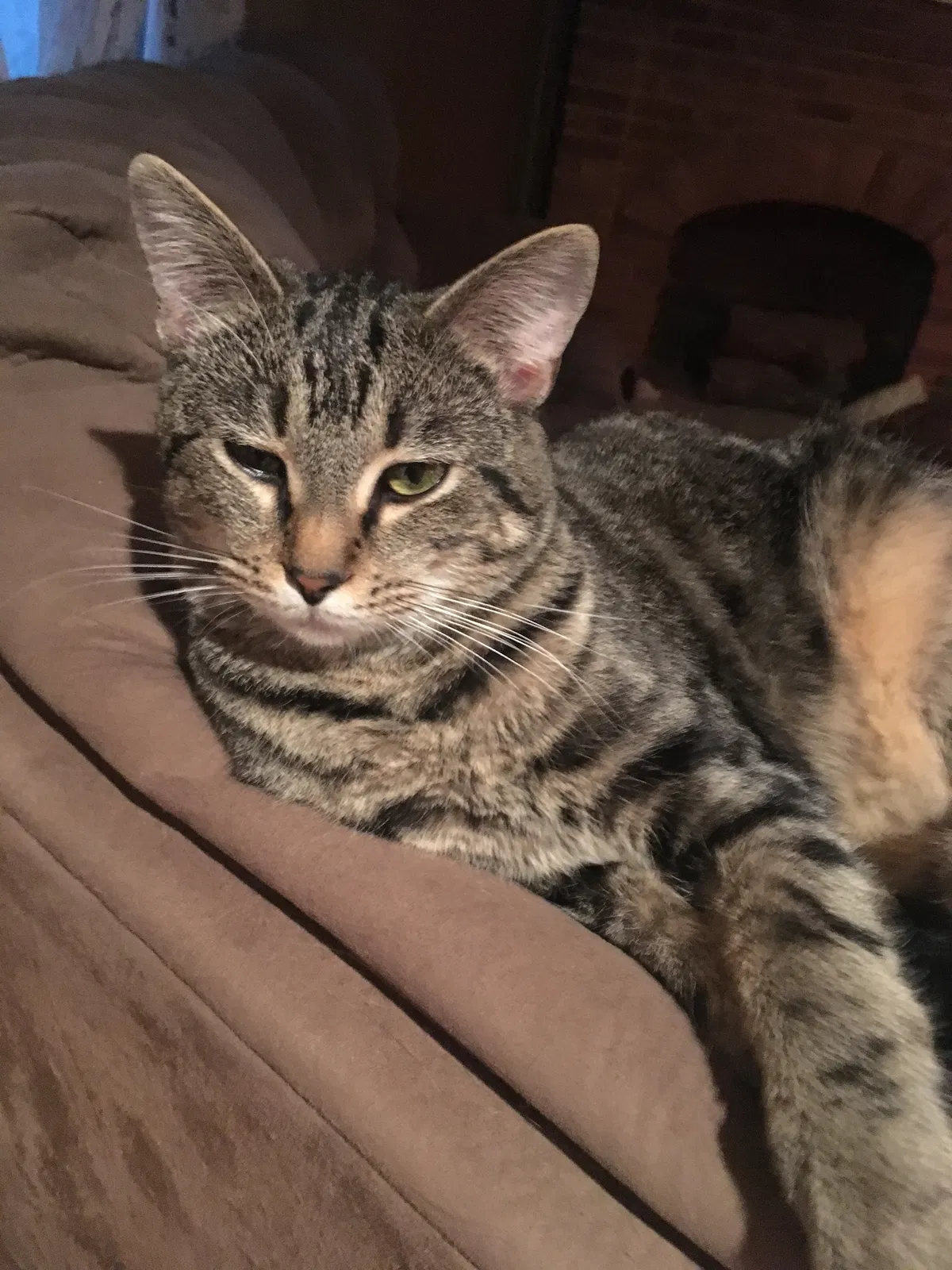 Lost cat in Columbus, OH, 43206