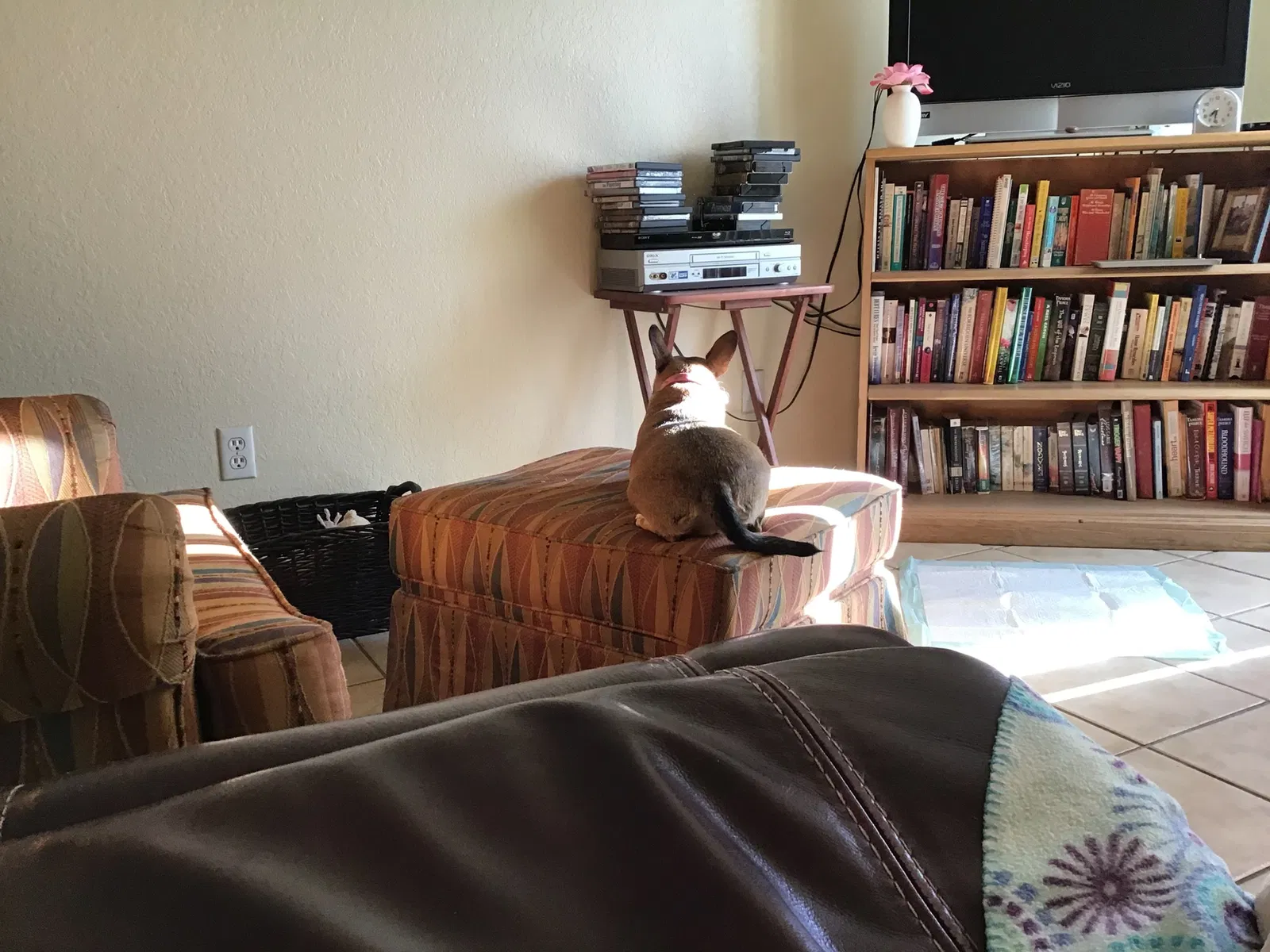 Lost dog in Las Cruces, NM, 88005