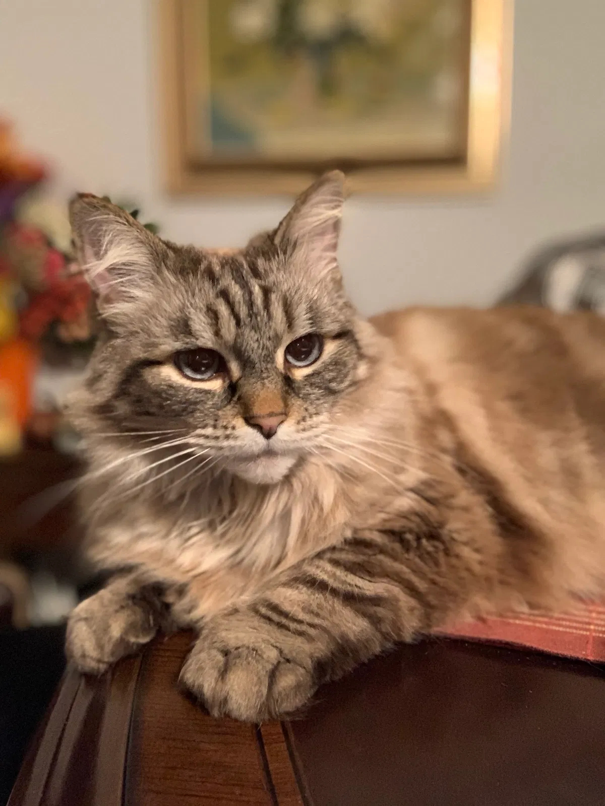 Lost cat in Temecula, CA, 92592