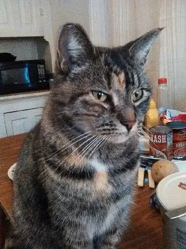 Lost cat in Winfield, PA, 17889