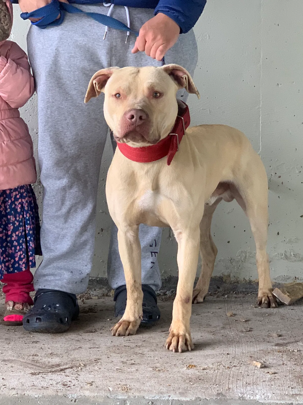 Lost dog in Hampton, MN, 55031
