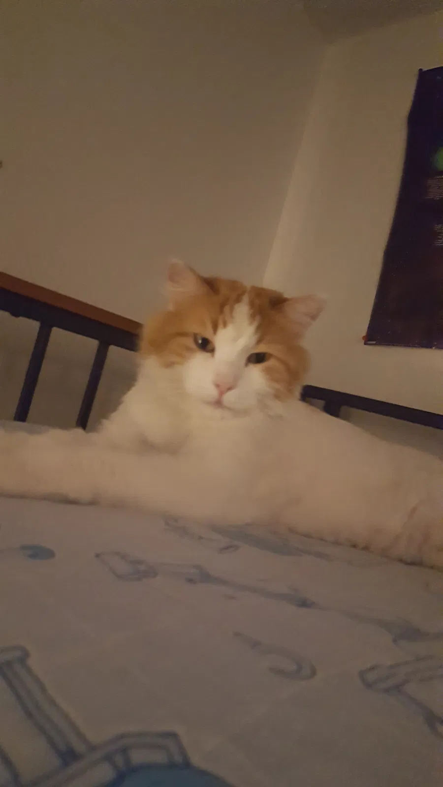 Lost cat in Arvada, CO, 80004