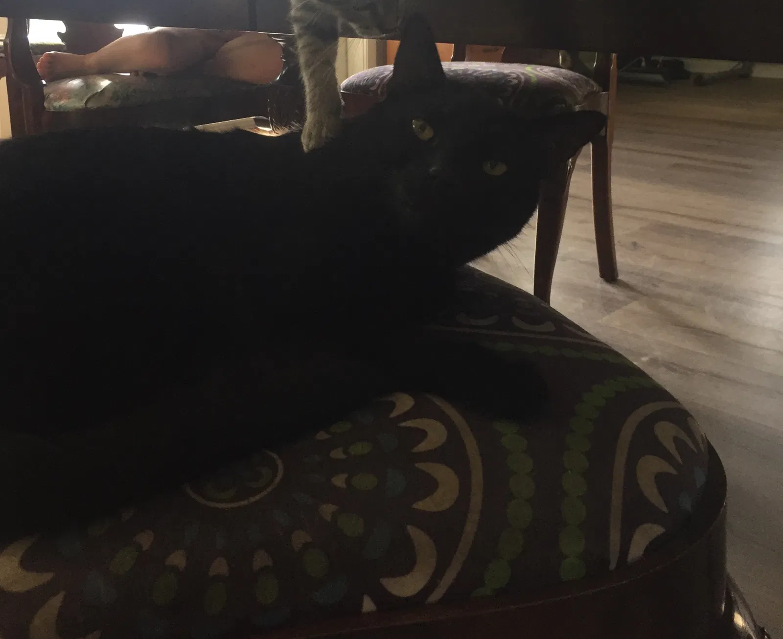 Lost cat in Jupiter, FL, 33478