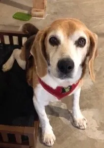 Lost dog in Palmyra, NY, 14522