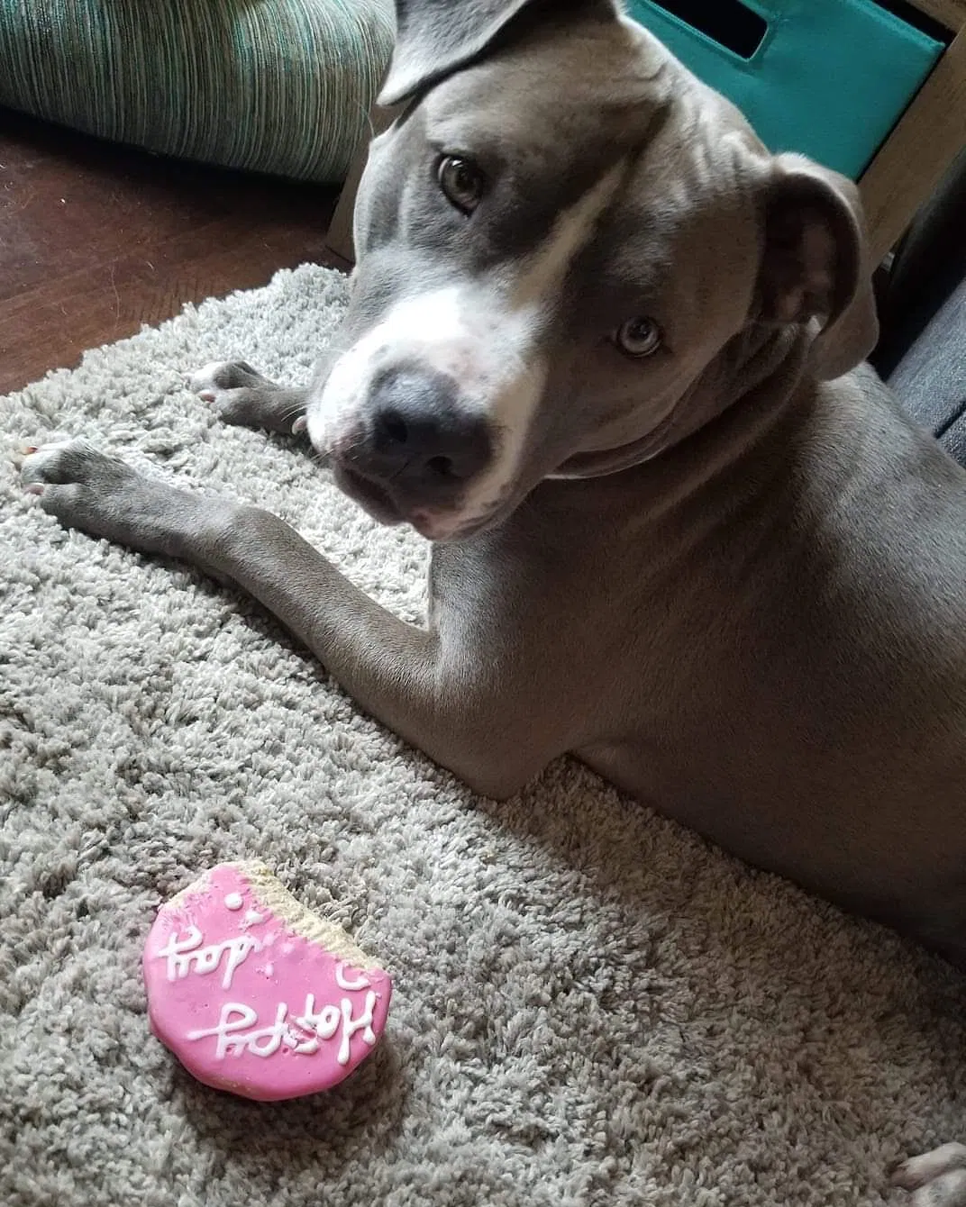 Lost dog in York, SC, 29745