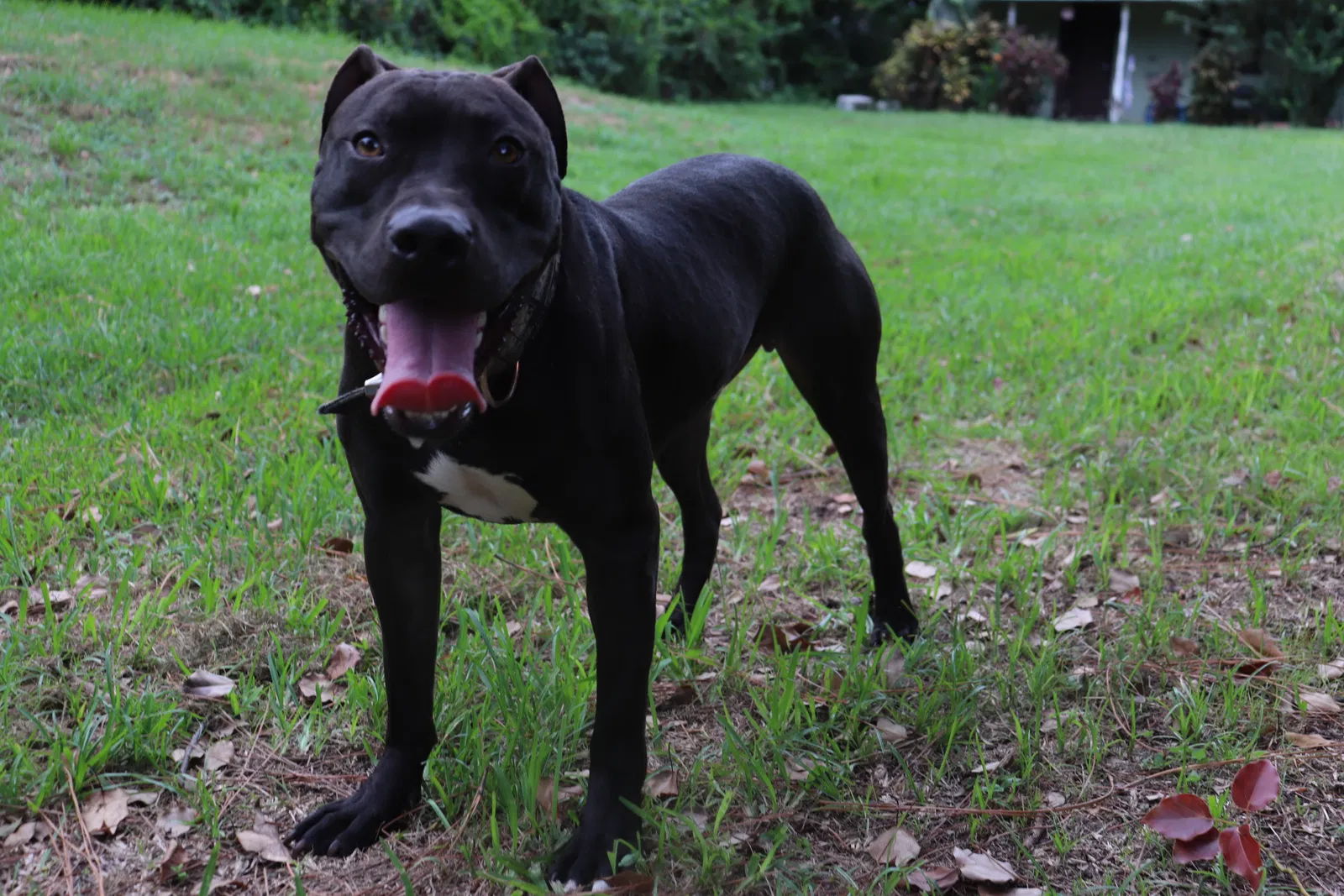 Lost dog in Orlando, FL, 32807