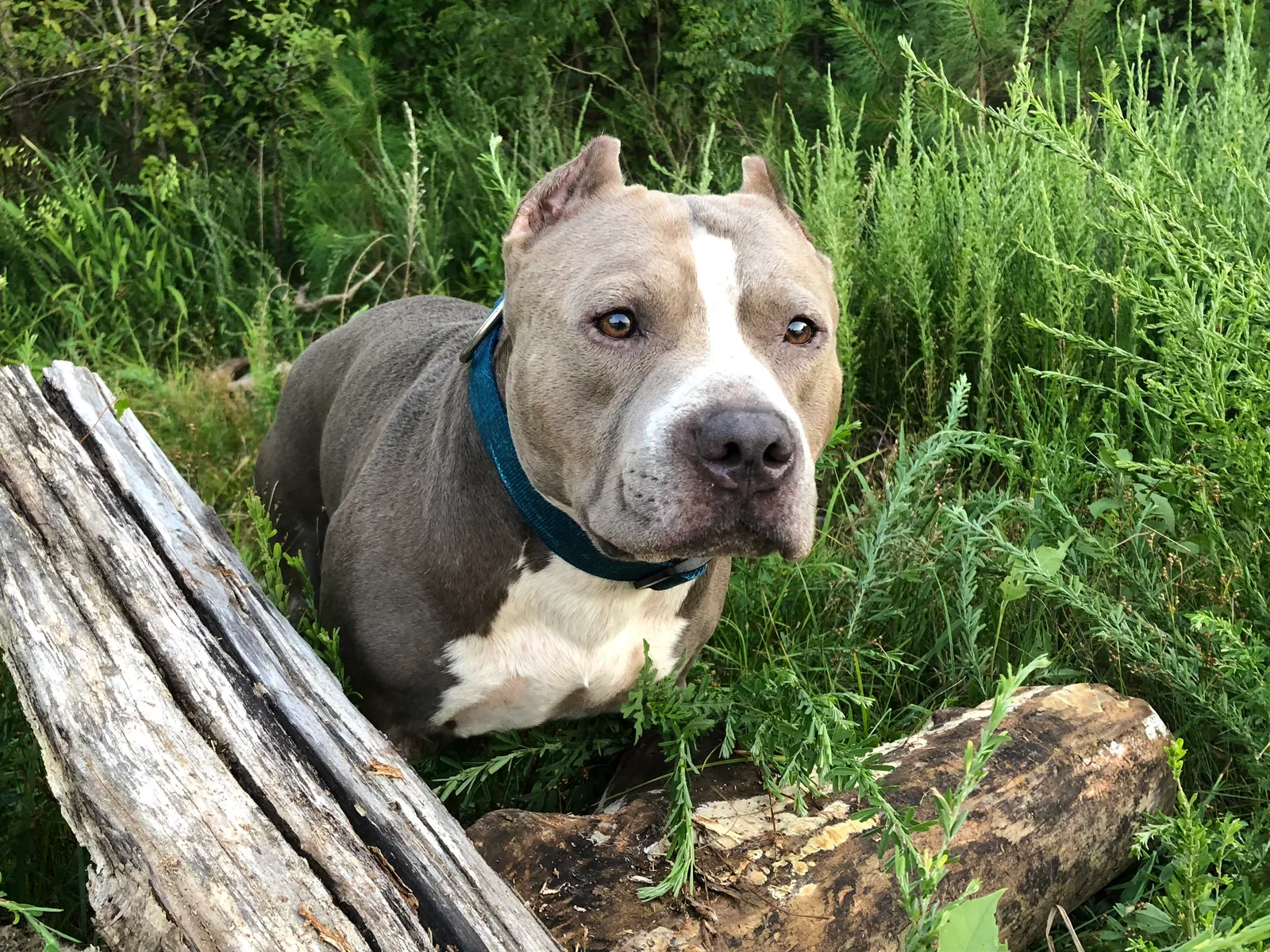 Lost dog in Plant City, FL, 33563