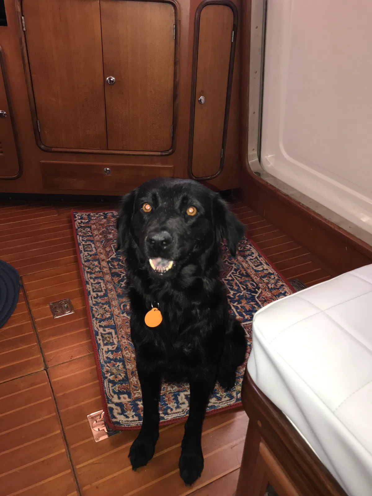 Lost dog in Houston, TX, 77062