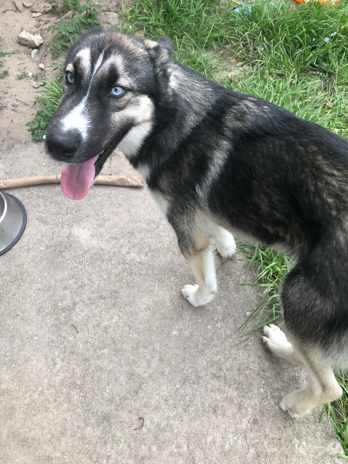 Lost dog in Kissimmee, FL, 34759