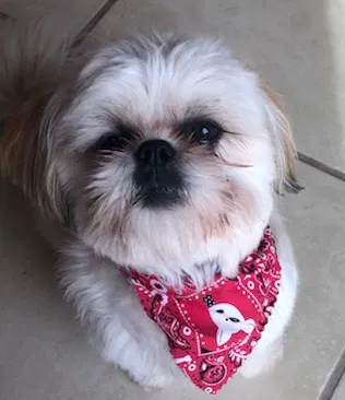 Lost dog in Caliente, NV, 89008