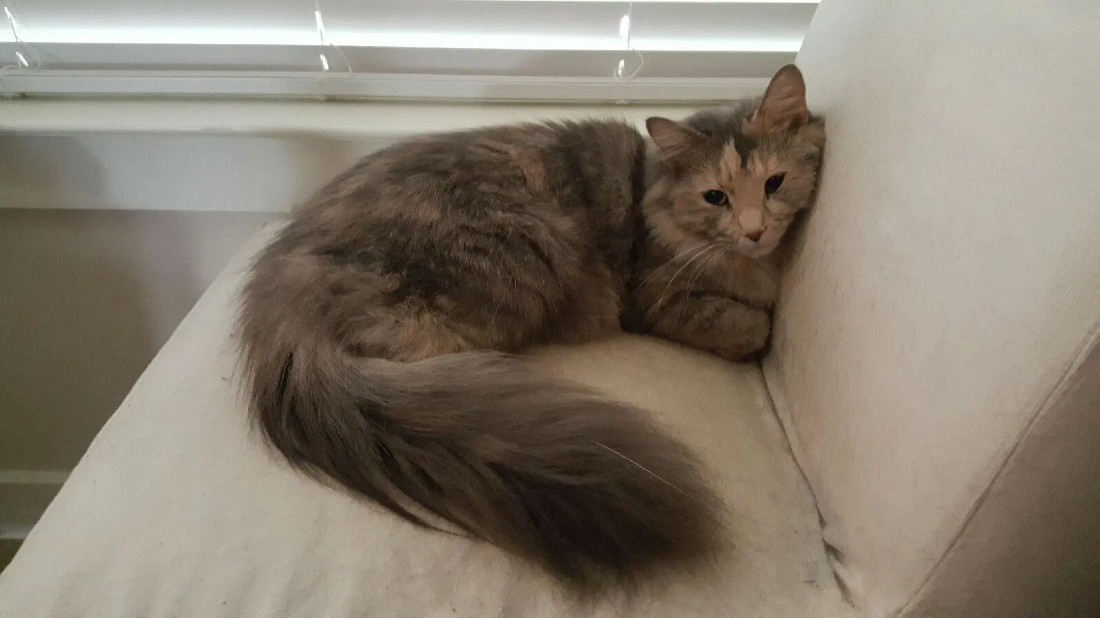 Lost cat in Austin, TX, 78729