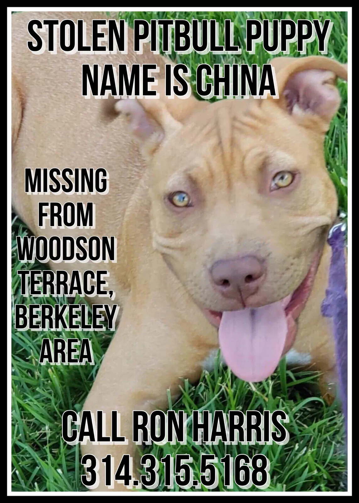 Lost dog in Saint Louis, MO, 63134