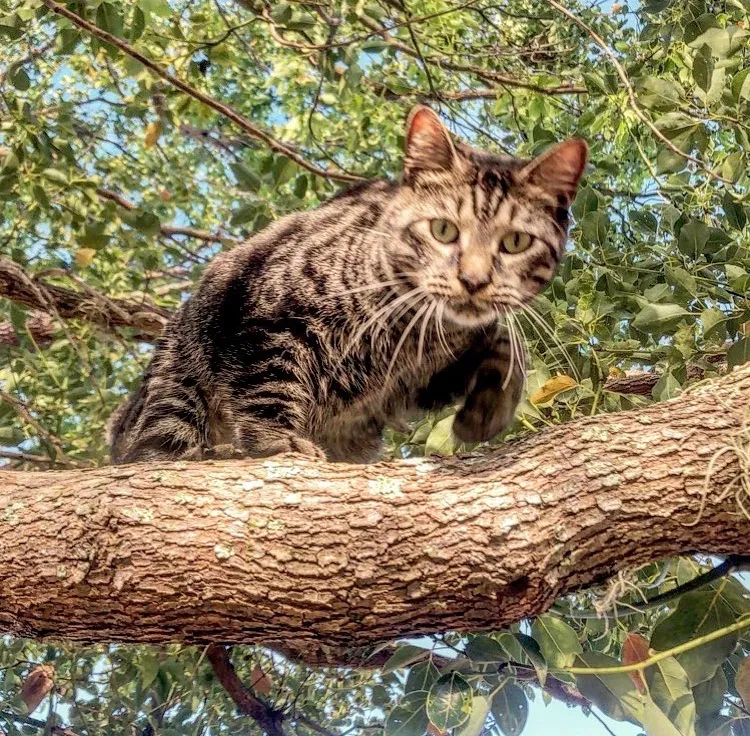 Lost cat in Brooksville, FL, 34613