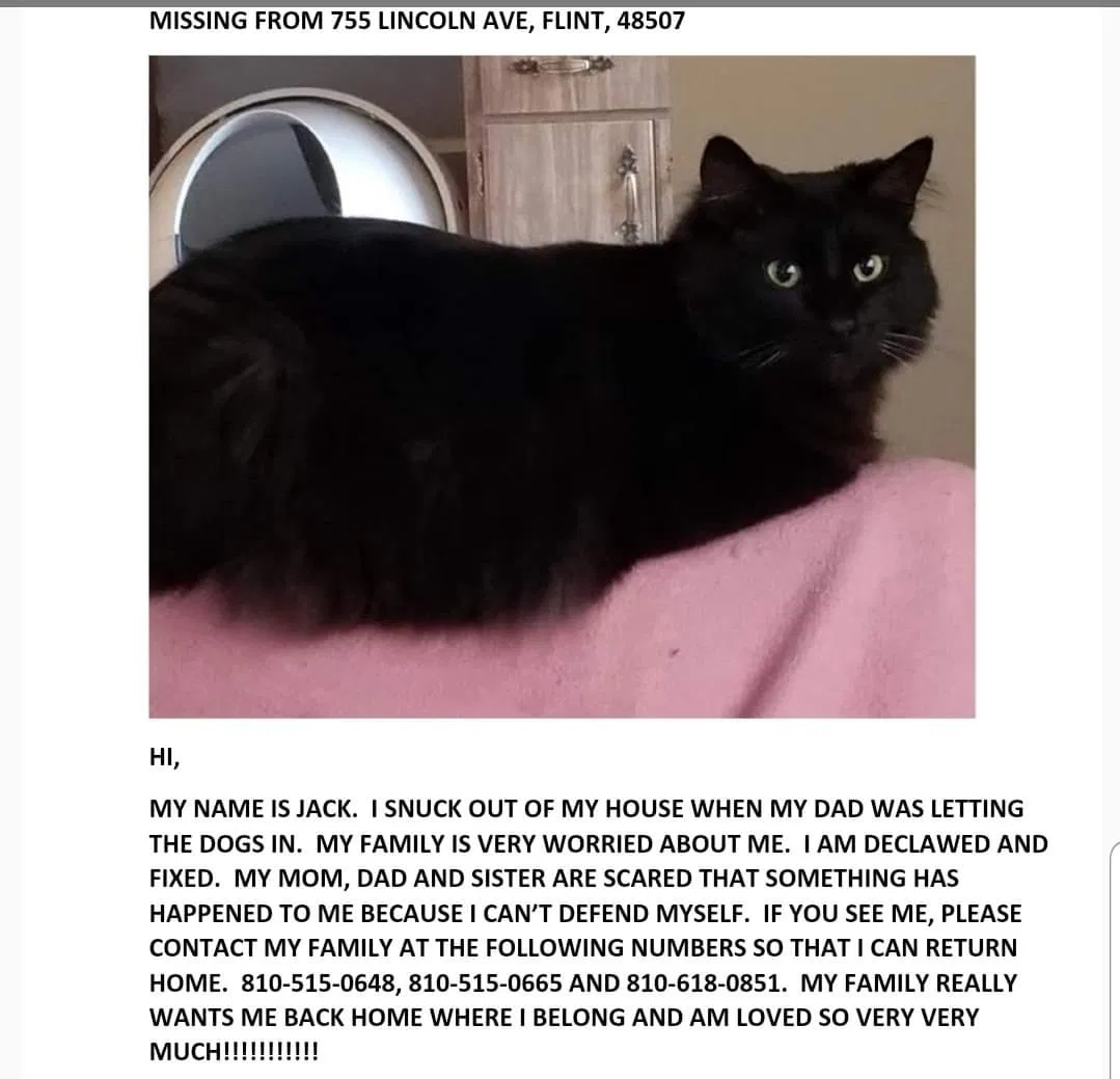 Lost cat in Flint, MI, 48507