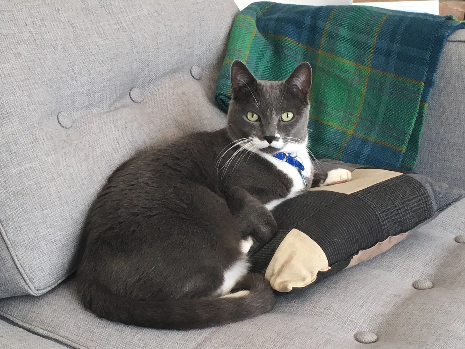 Lost cat in Milwaukee, WI, 53209