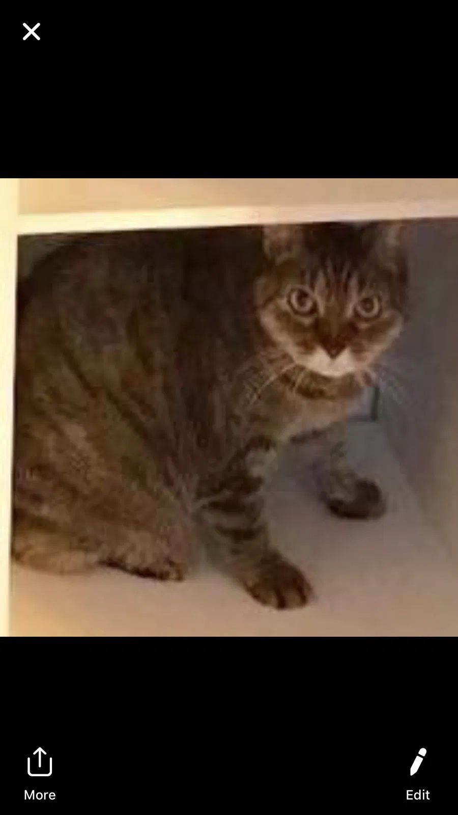 Lost cat in Stillwater, MN, 55082