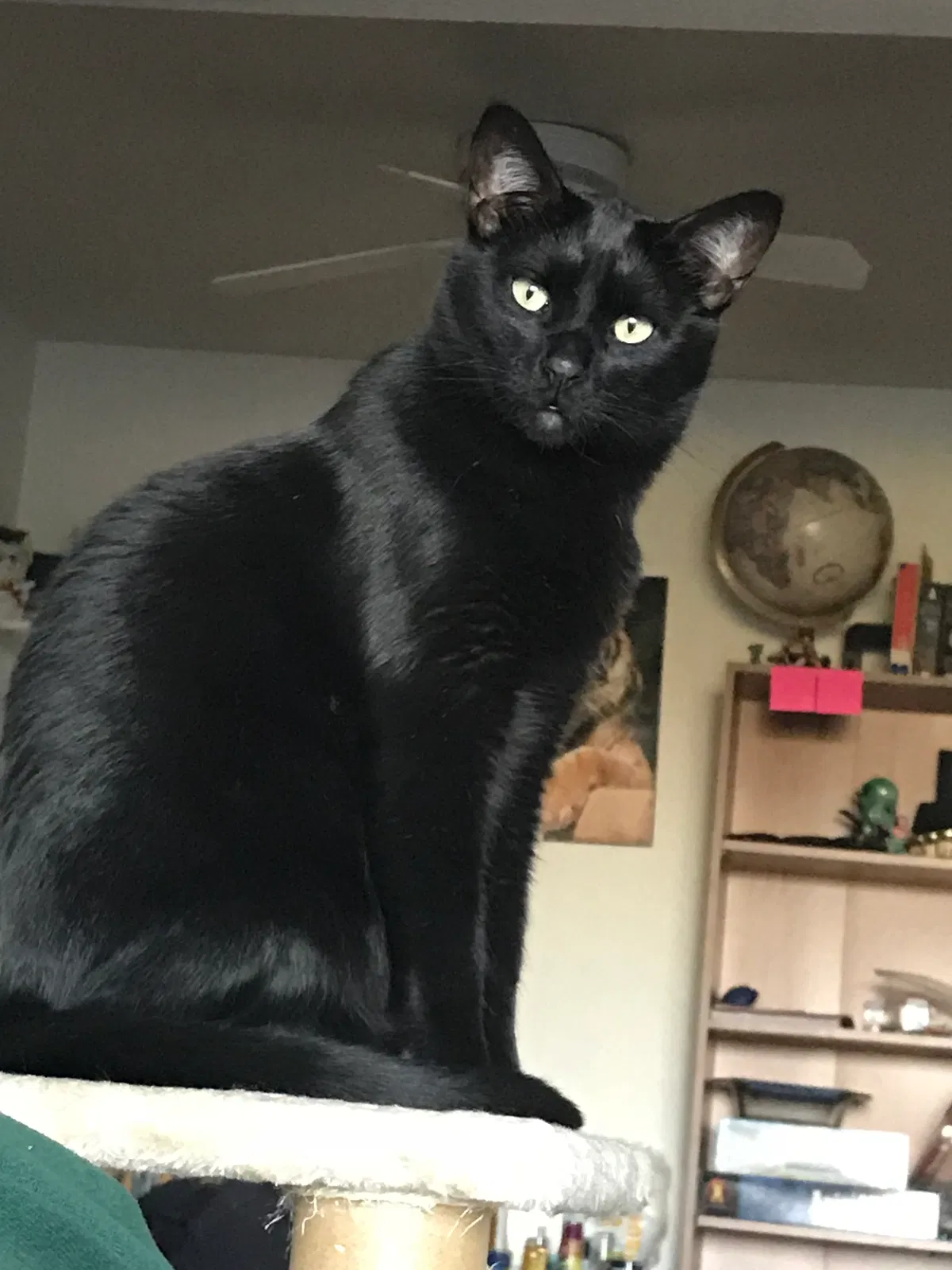 Lost cat in Denver, CO, 80228