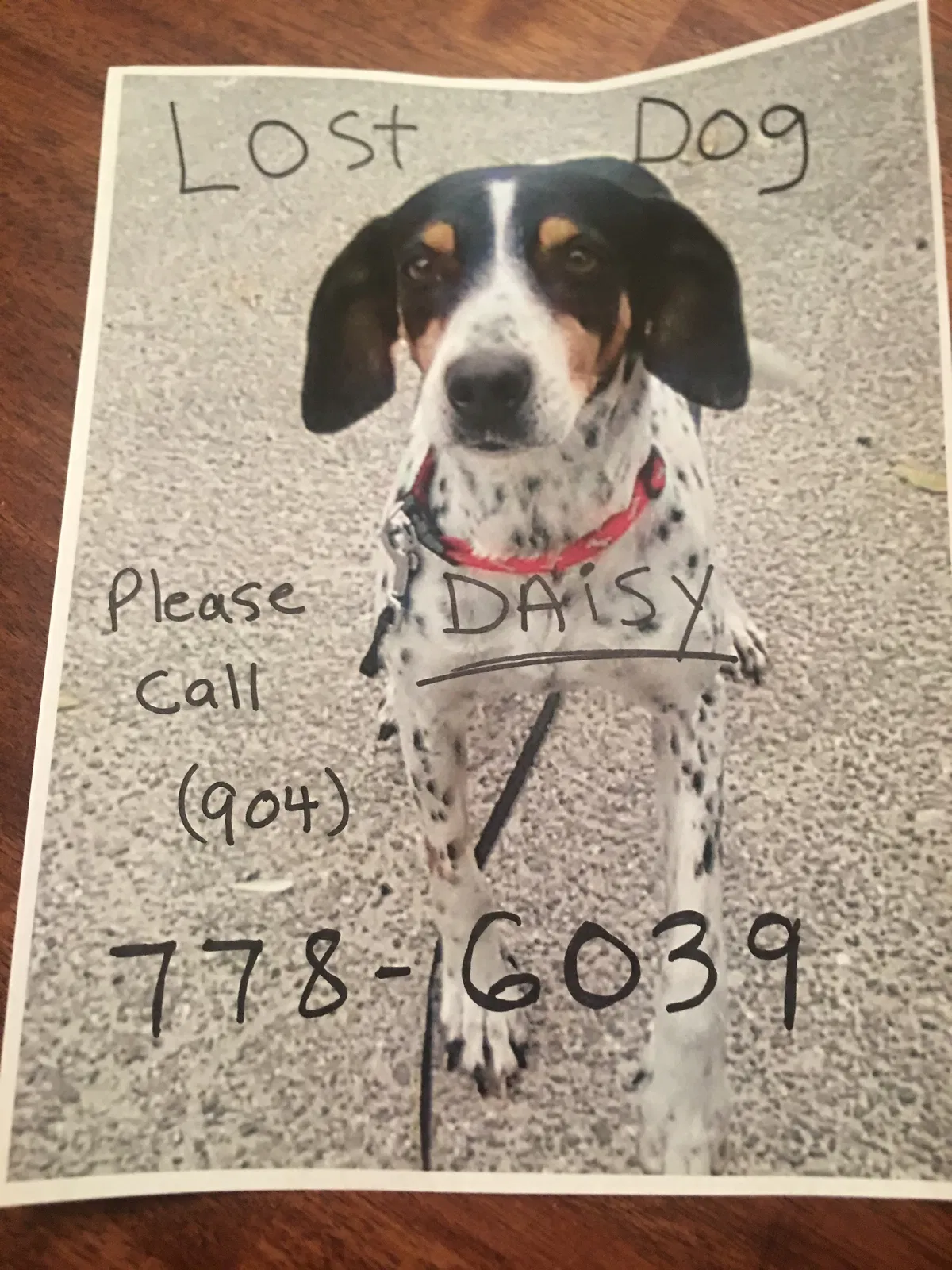 Lost dog in Jacksonville, FL, 32210