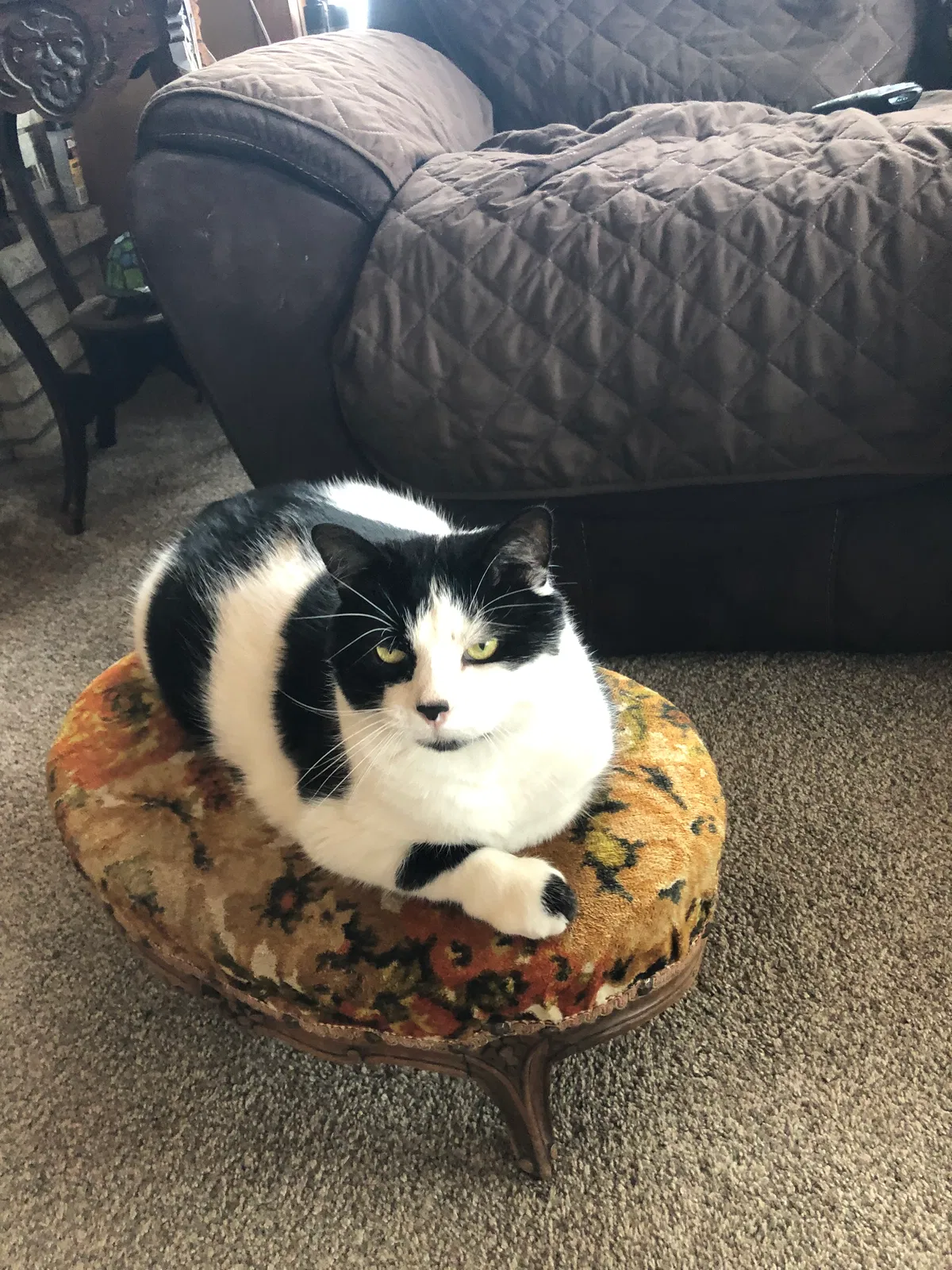 Lost cat in Waterford, WI, 53185