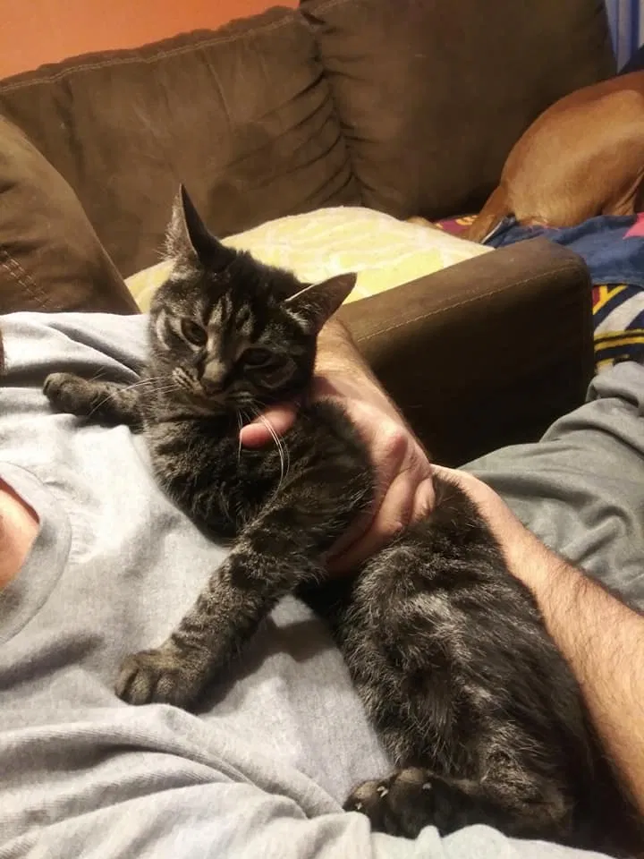 Lost cat in Cleveland, OH, 44134