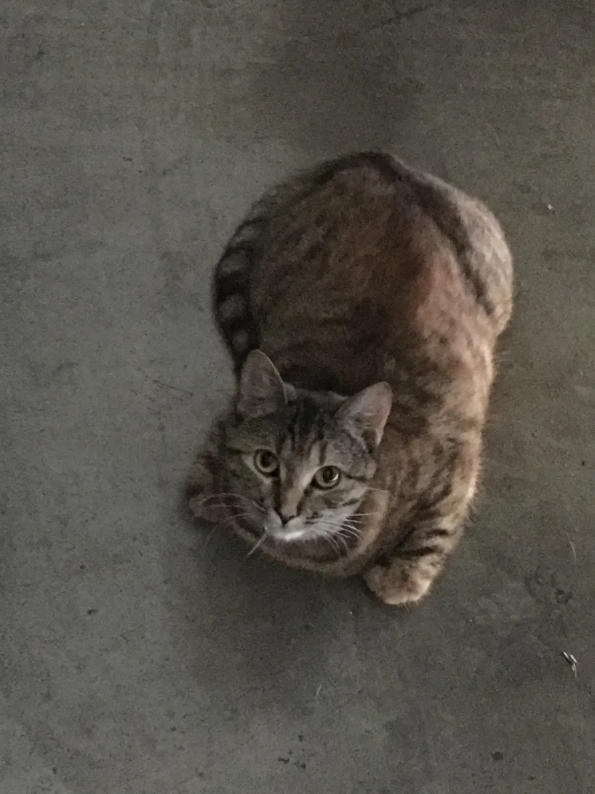 Lost cat in Tracy, CA, 95376