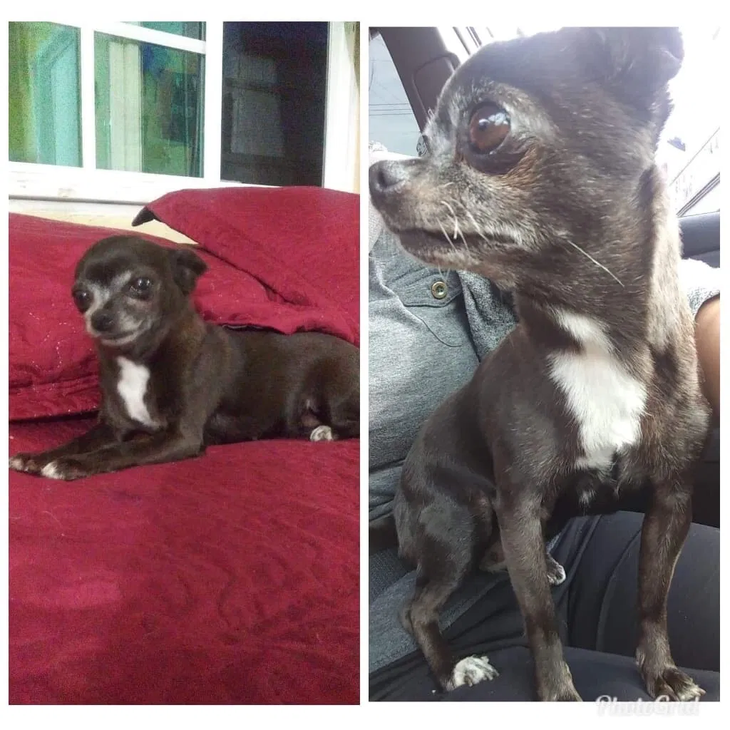 Lost dog in Sun Valley, CA, 91352