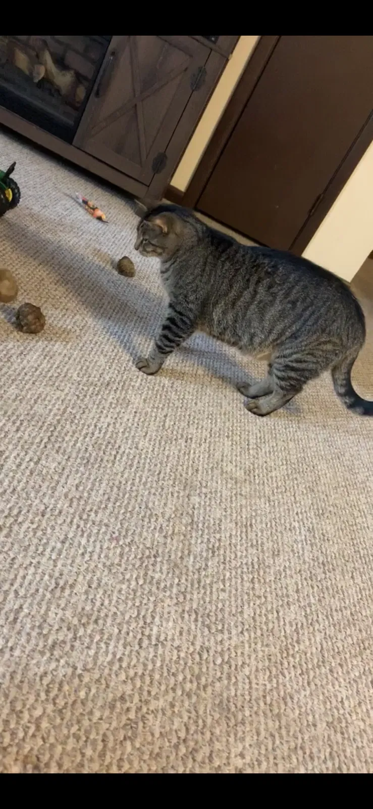 Lost cat in Martinsville, IN, 46151