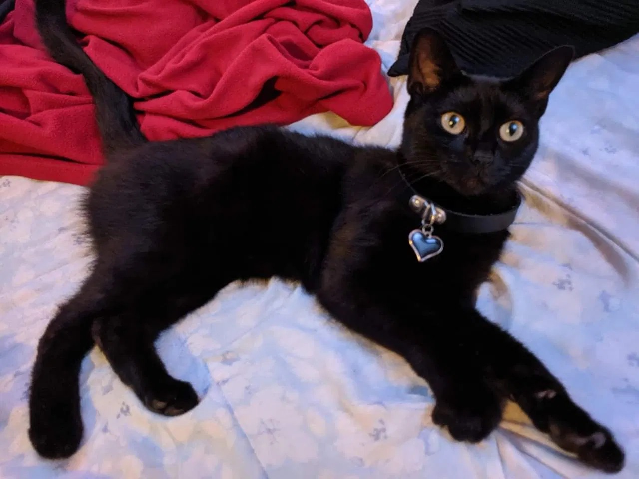 Lost cat in Cloverdale, IN, 46120