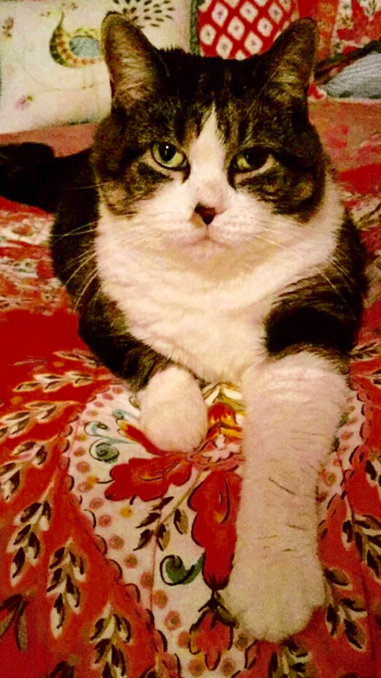 Lost cat in Lake Villa, IL, 60046