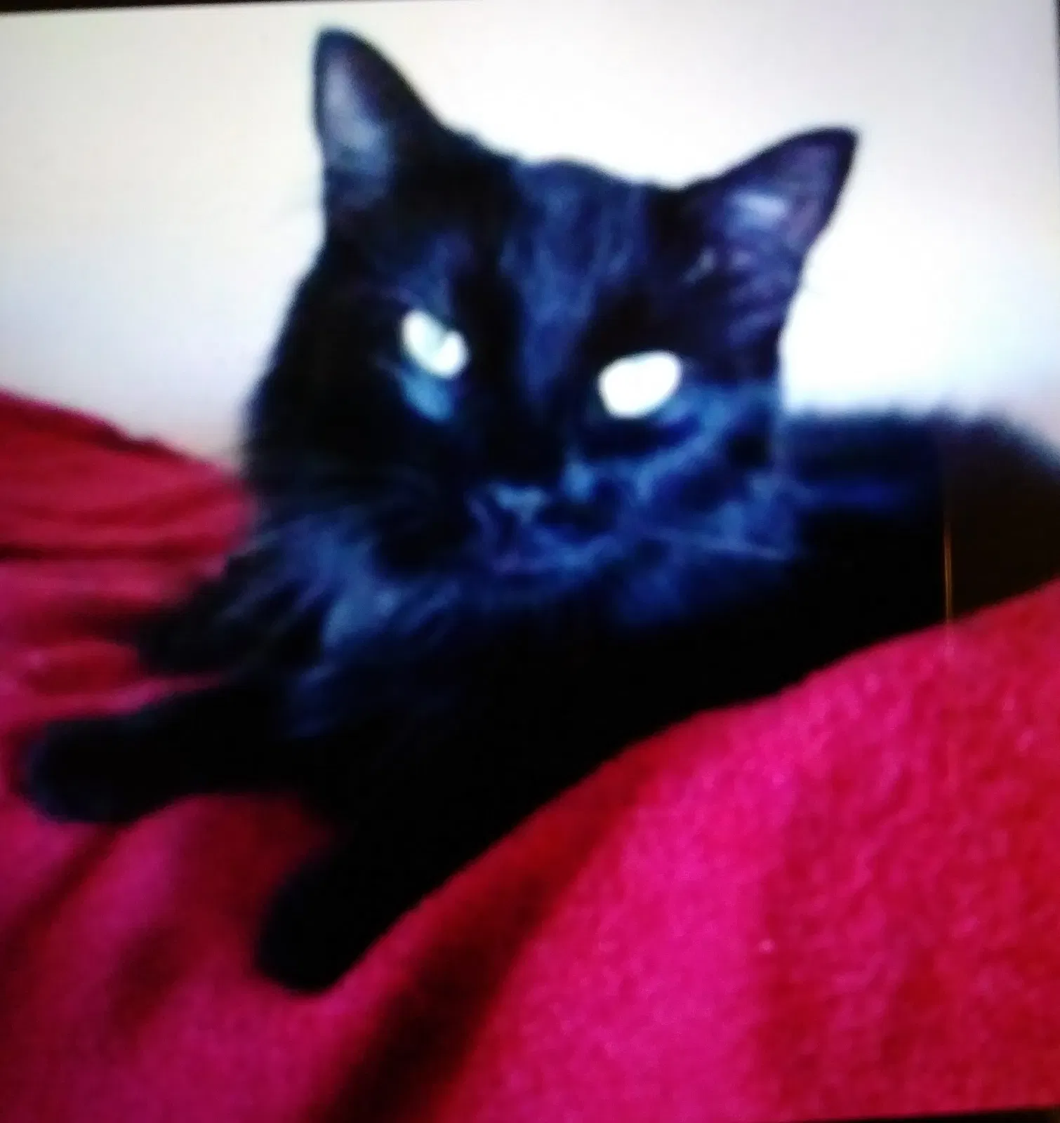 Lost cat in Mesa, AZ, 85208