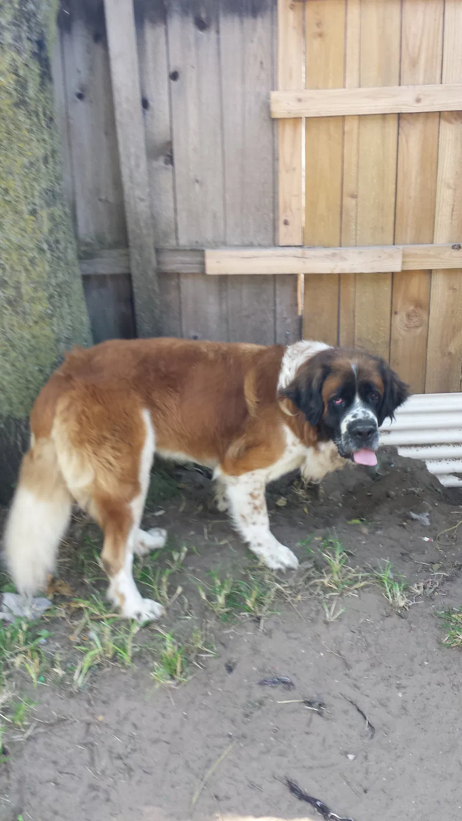 Lost dog in Wichita, KS, 67213