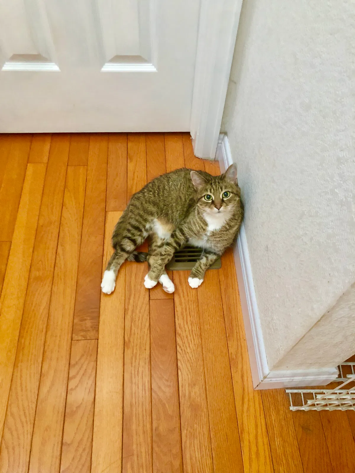 Lost cat in Parker, CO, 80138