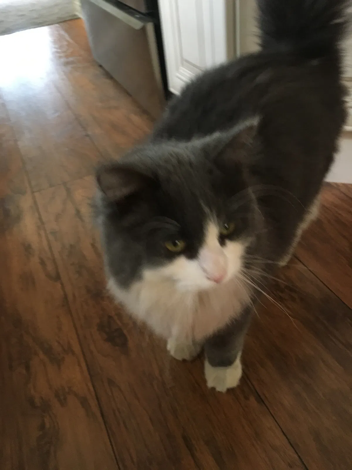 Lost cat in Flint, MI, 48507