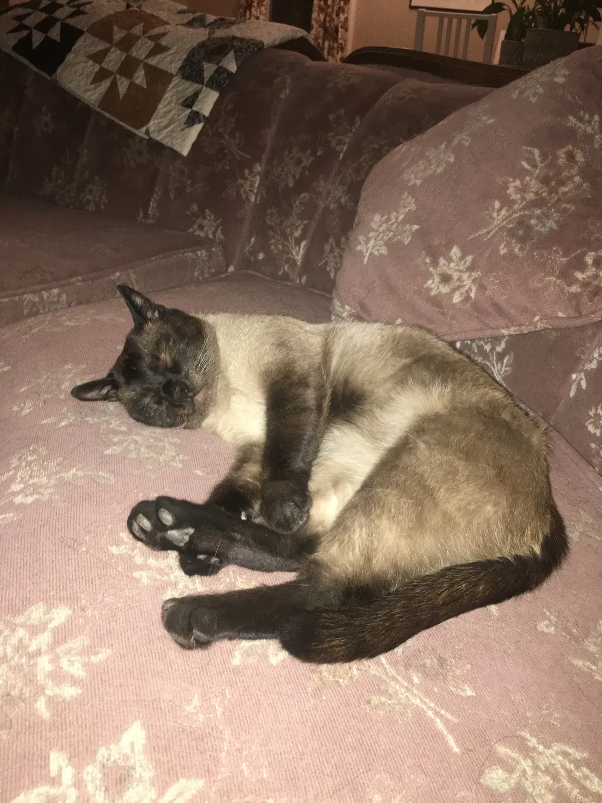 Lost cat in Salt Lake City, UT, 84102