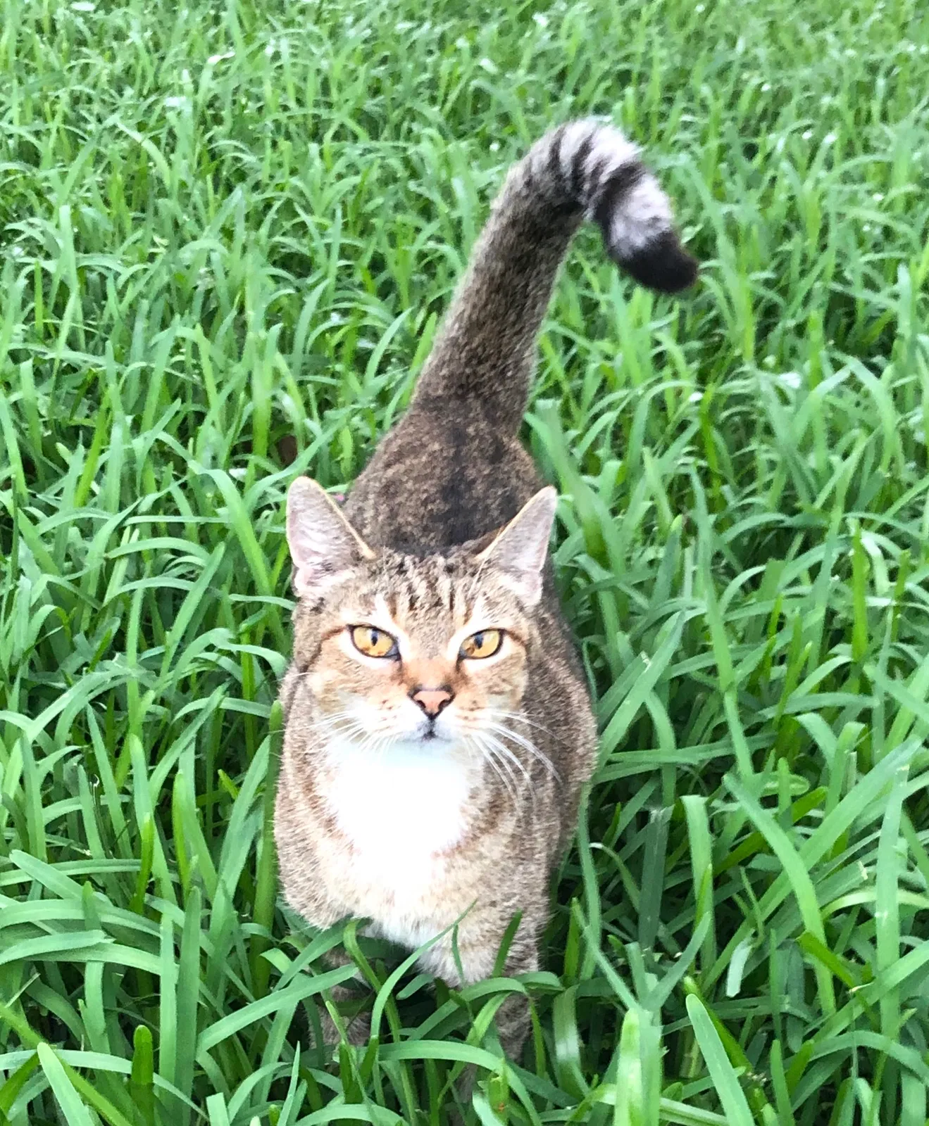 Lost cat in Fort Walton Beach, FL, 32548