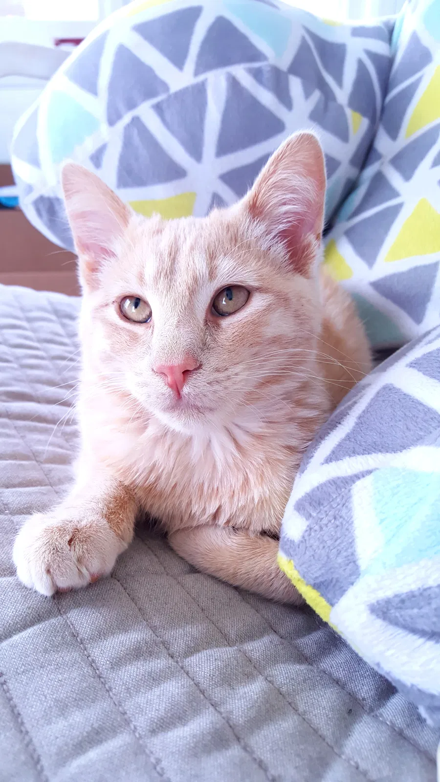 Lost cat in Colorado Springs, CO, 80905