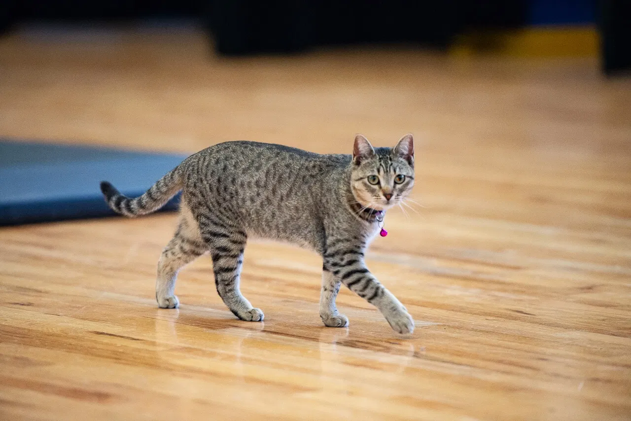 Lost cat in Boulder, CO, 80301