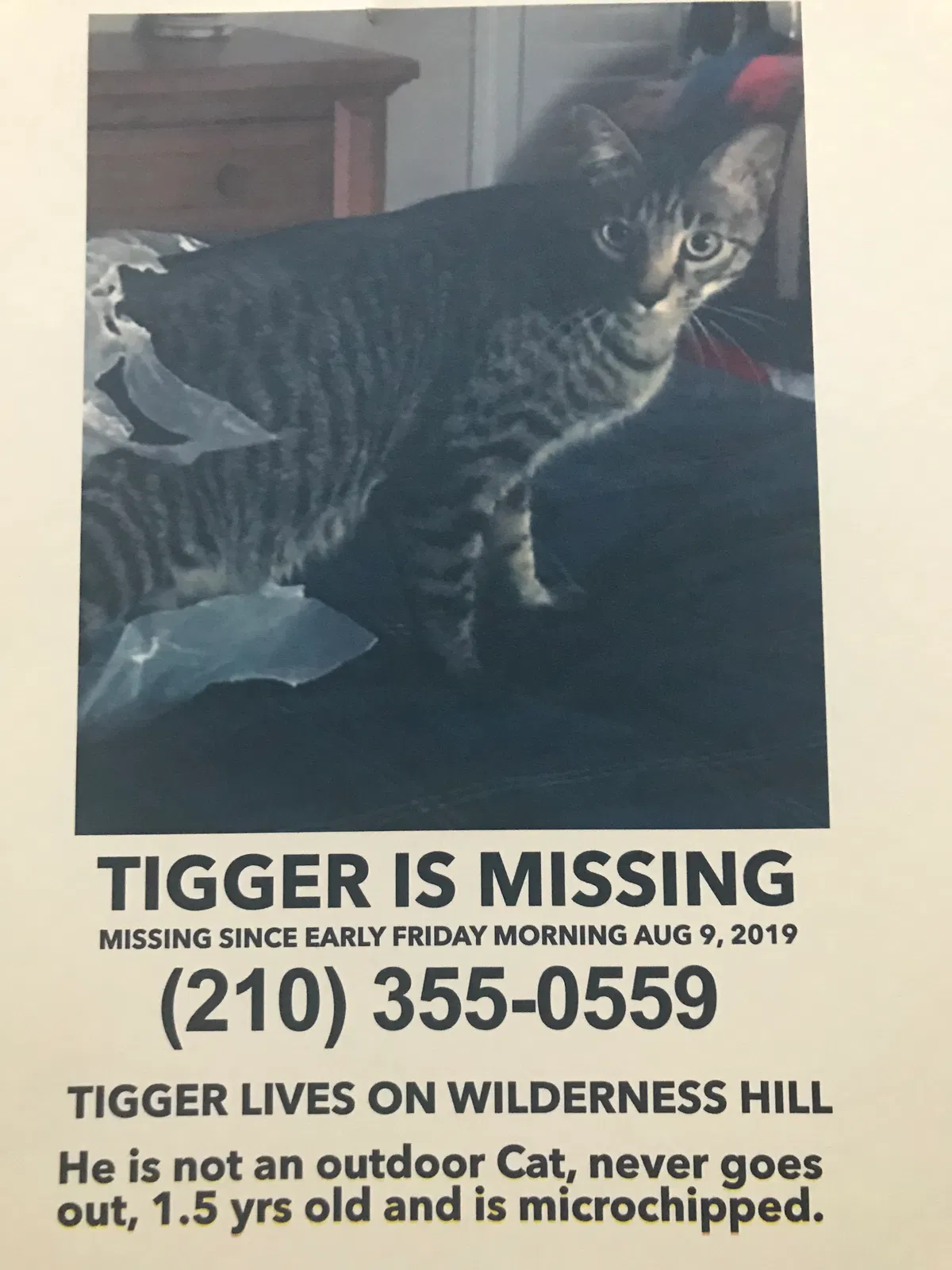 Lost cat in San Antonio, TX, 78231