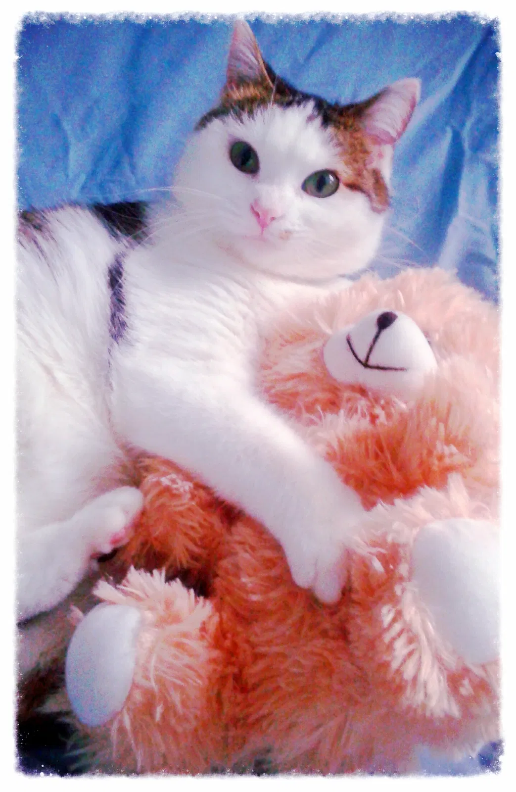 Lost cat in Salt Lake City, UT, 84116