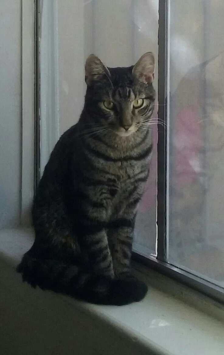 Lost cat in Spring, TX, 77381