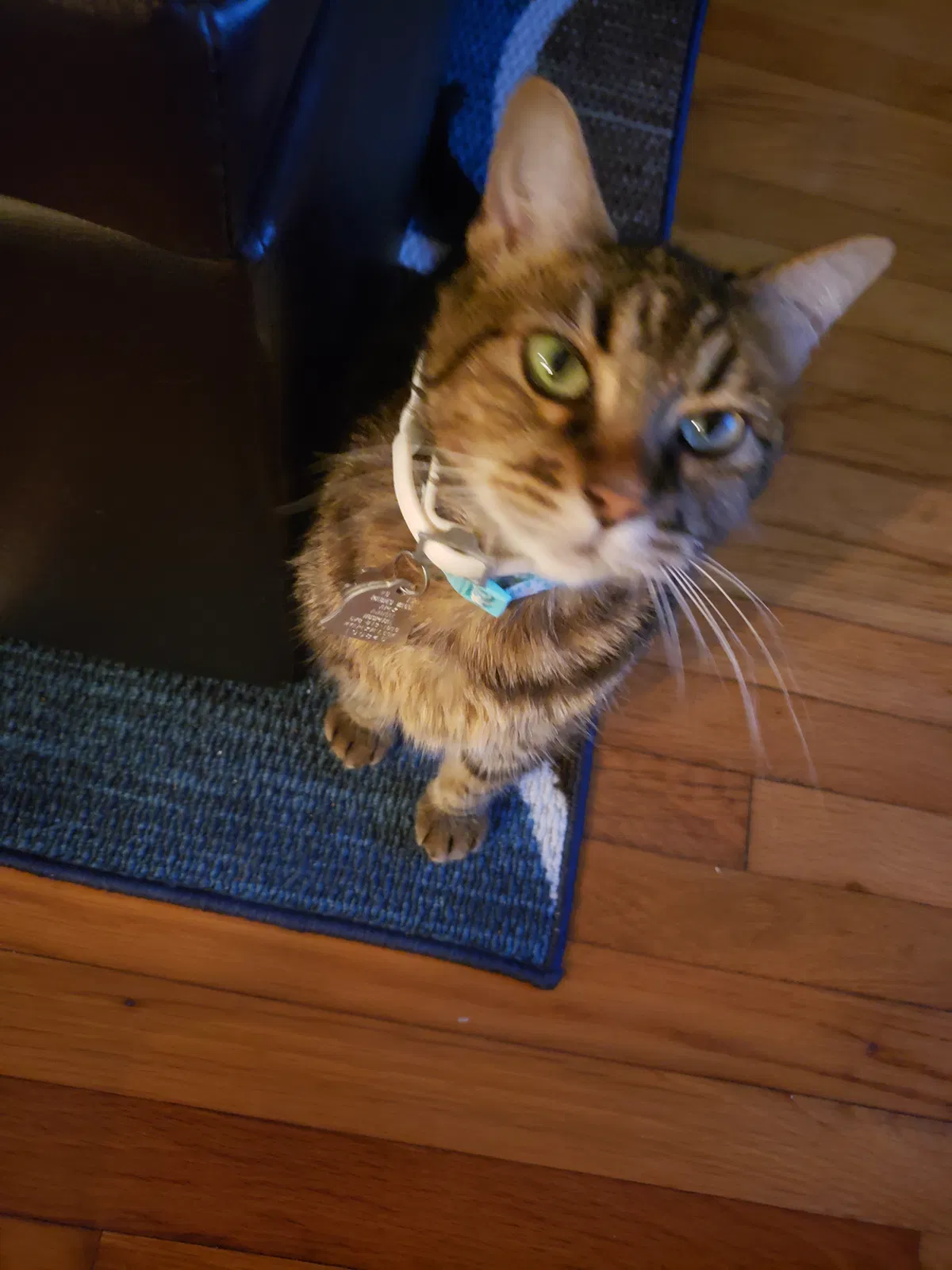 Lost cat in Smyrna, GA, 30082