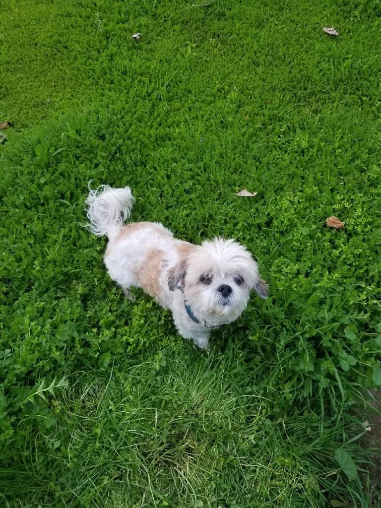 Lost dog in Los Angeles, CA, 90041