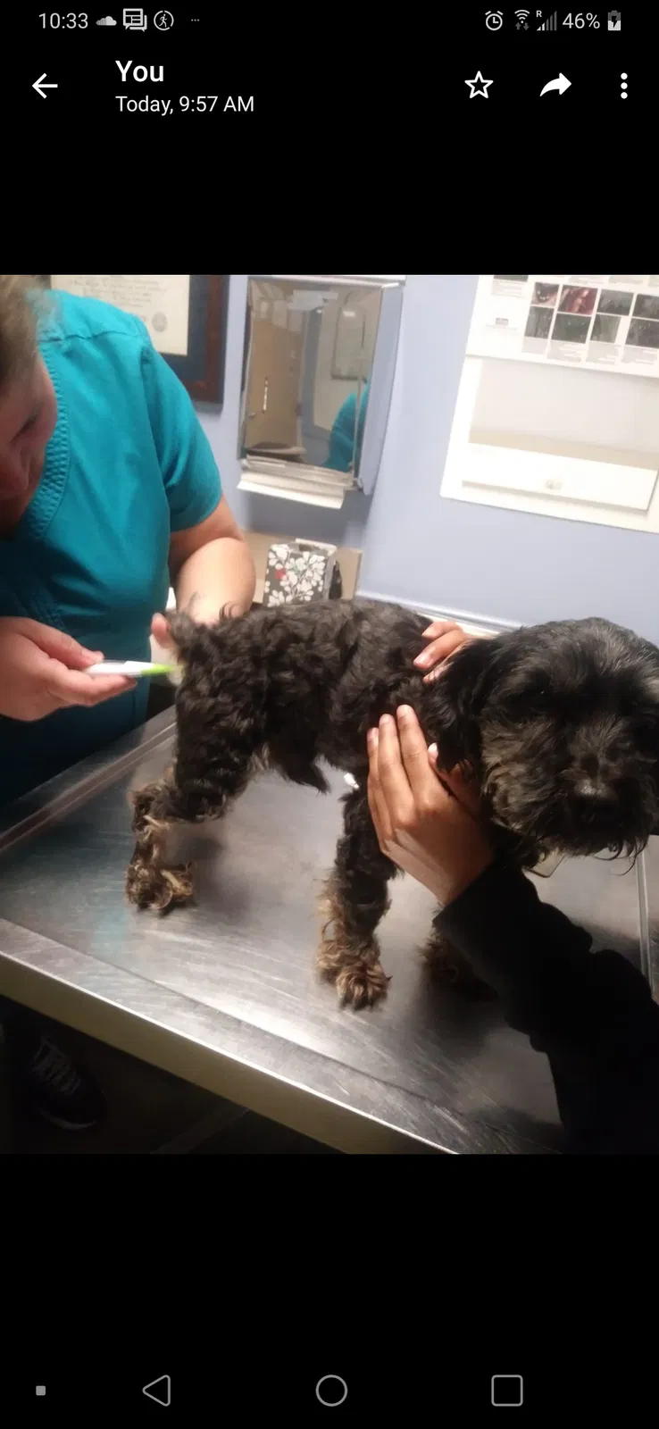 Lost dog in Cameron, NC, 28326