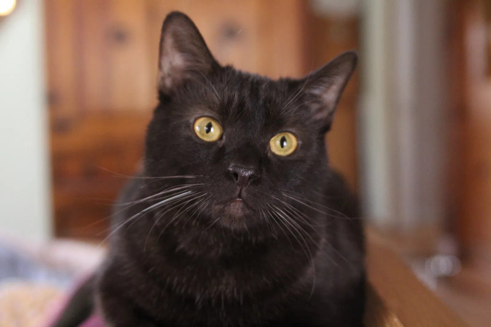 Lost cat in Candler, NC, 28715