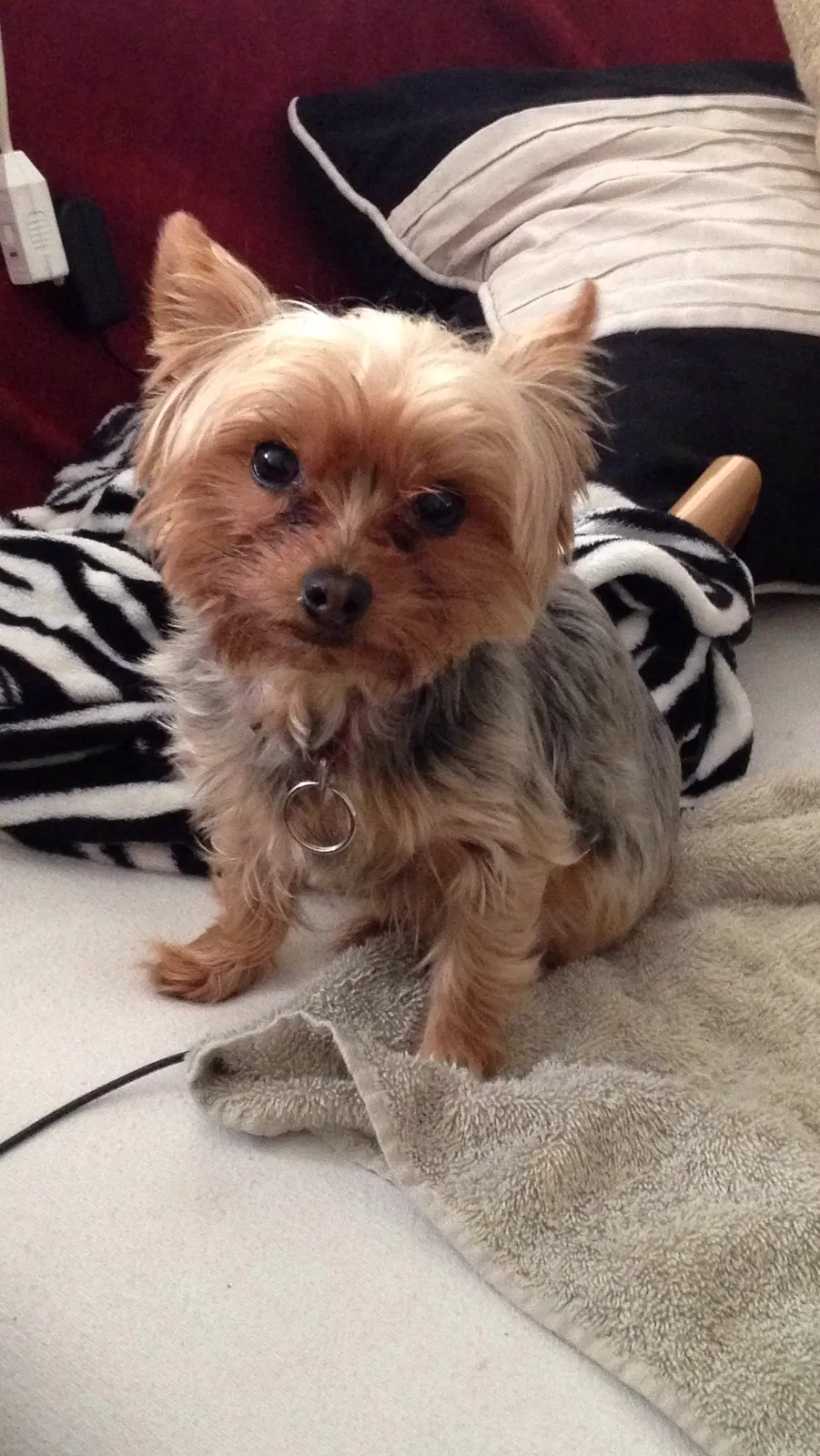 Lost dog in Milwaukee, WI, 53215